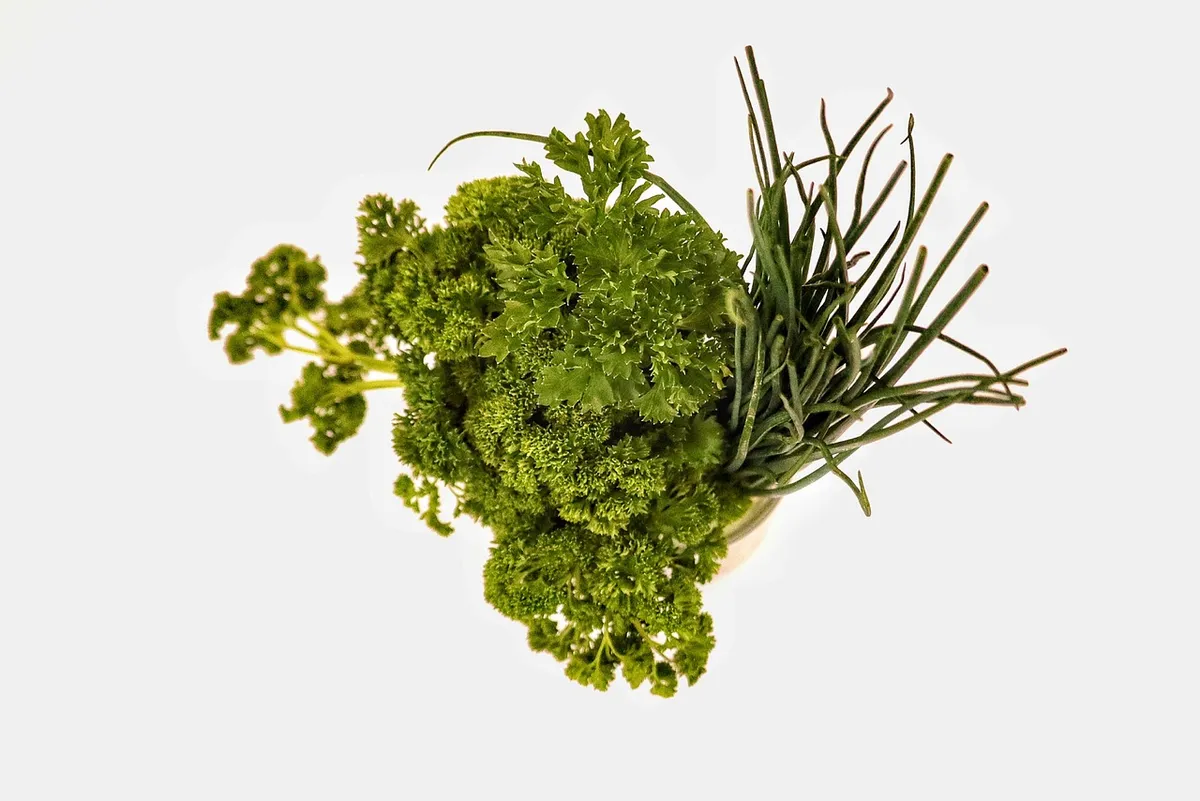 herbs, parsely, chives, meal, cook, healthy, taste