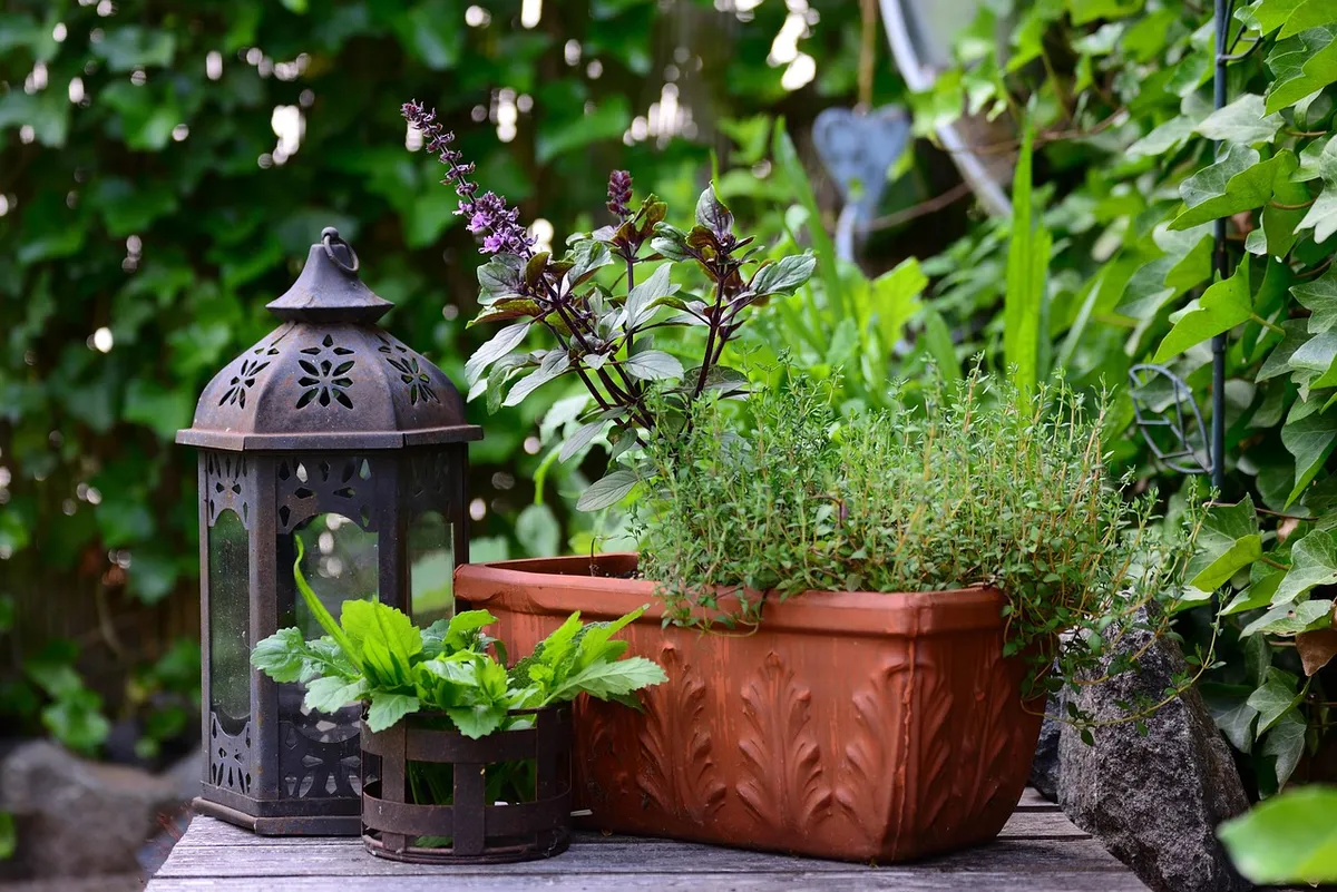 basil bush basil, thyme, herbs, culinary herbs, herb garden, aroma, herbal plant, medicinal herbs, meal, healthy, taste, garden, nature, balcony, health, green,