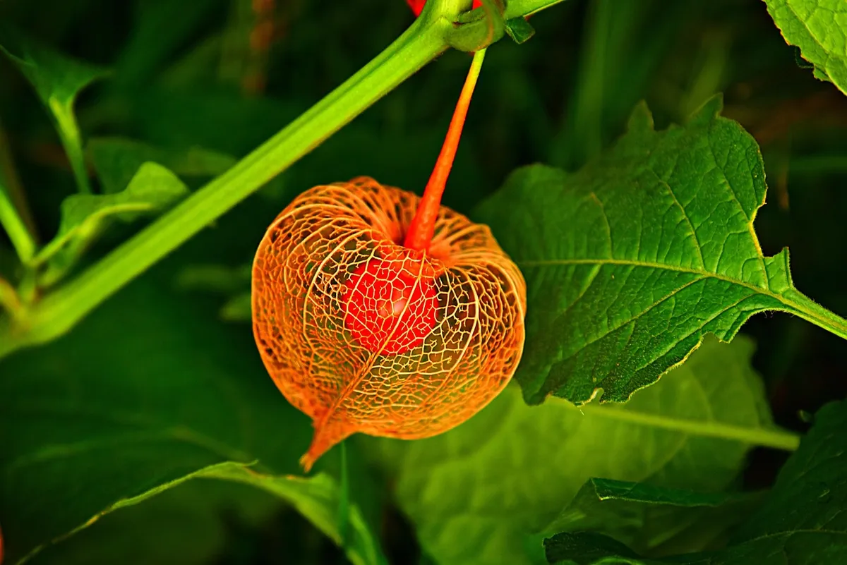bladder cherry, groundcherry, winter cherry, chinese lantern, nature, plant, husk, physalis alkekengi