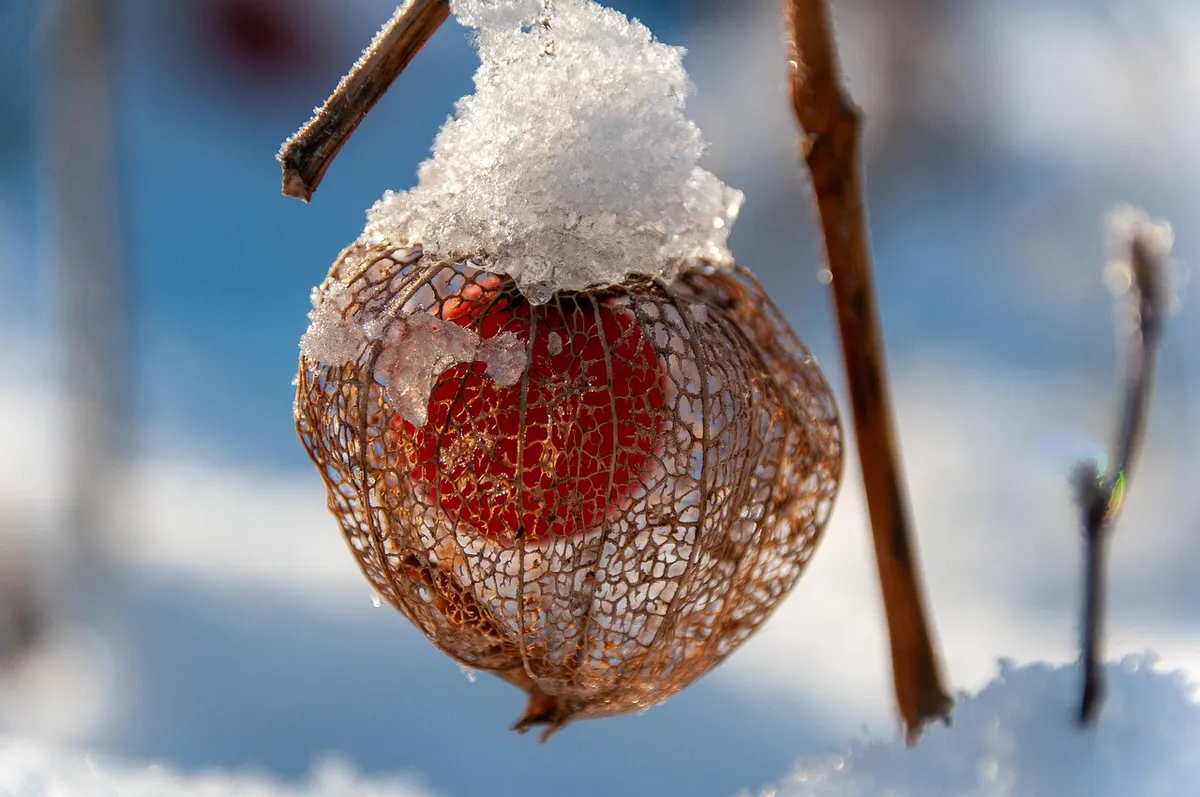 fruit, plant, chinese lantern, basket, winter, snow, nature